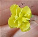  Flower-upper part